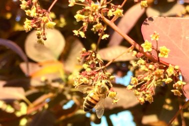 One of our honeybees on the smoke tree - Photographer Neve's Bees